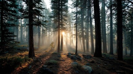 Obraz premium Sunrise awakening forest realistic photography natural environment foreground view serene beauty
