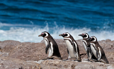 Fototapeta premium Pingüino de magallanes