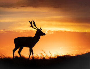 Ciervo al atardecer