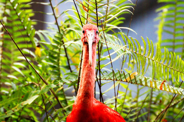 Blushing Feathers: A Portrait of the Rosy Heron
