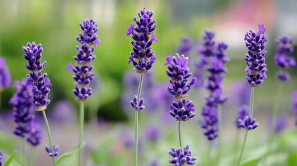 Fototapeta premium Lavender flowers blooming in garden, shallow depth of field, blurred background, nature photography for websites