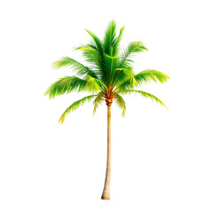 Obraz premium palm tree on white background