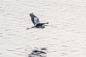 great crested grebe
