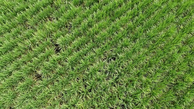 Drone flying over sugarcane field plantation work in progress. High quality 4k footage