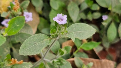 Hemigraphis latebrosa (Roth) Nees plant, bloom small white pink flower.