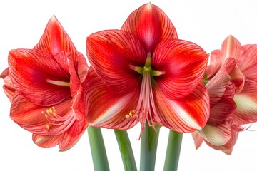 Fototapeta premium Stunning Red Amaryllis Flowers Close Up Bouquet