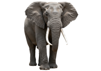 Powerful elephant portrait