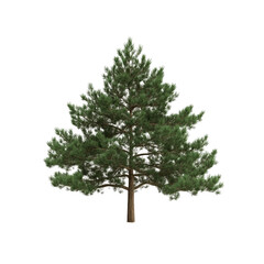Fototapeta premium Isolated Mature Pine Tree on Transparent Background