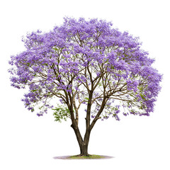 Obraz premium Purple Flowering Tree on Transparent Background