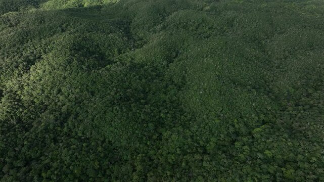 ドローン空撮 世界自然遺産・沖縄北部の深い森とその鼓動
