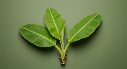 Banana Musa Acuminata Plant Exhibiting Detailed Stem Structure and Leaf Arrangement in a Studio Setting on Muted Green Backdrop Showcasing Intricate Veins and Natural Growth