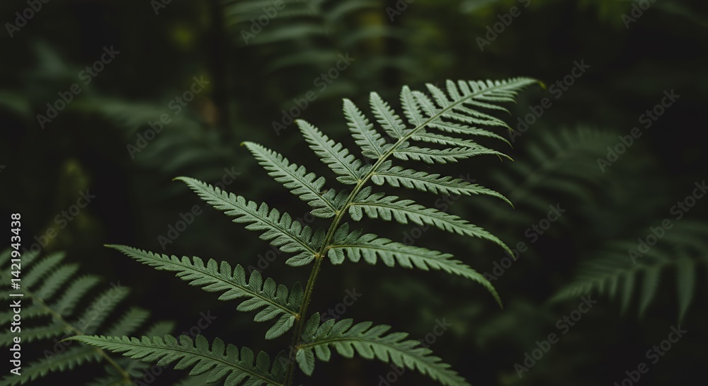 Poster close up fern frond displaying intricate leaf detail and forest backdrop featuring dark green leaves