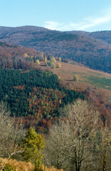 Fototapeta premium Forêt mixte, Automne, 86, Vosges, France