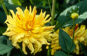 Dahlia décoratif 'Aurea'