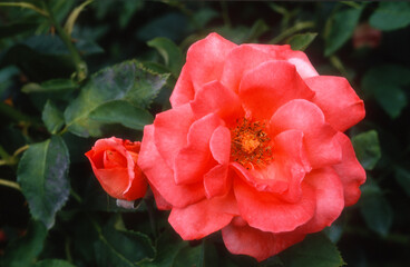 Rose 'Ecole D'Ecully', Rosier