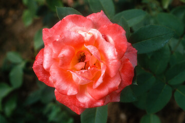 Obraz premium Rose 'Ecole D'Ecully', Rosier