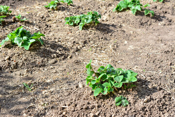 Young green strawberry plants growing in the garden soil