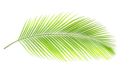 Green leaf of palm tree isolated on white background. Tropical nature green palm leaf with clipping path. High quality clarity. (Dypsis lutescens) or Golden cane palm, Areca palm leaves.