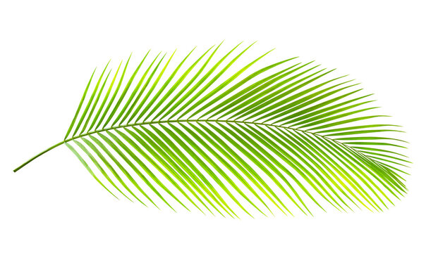 Green leaf of palm tree isolated on white background. Tropical nature green palm leaf with clipping path. High quality clarity. (Dypsis lutescens) or Golden cane palm, Areca palm leaves.
