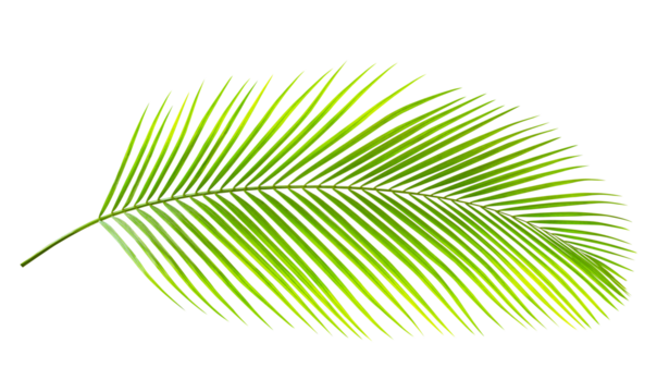 Green leaf of palm tree isolated on white background. Tropical nature green palm leaf with clipping path. High quality clarity. (Dypsis lutescens) or Golden cane palm, Areca palm leaves.