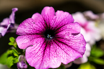 Close-up of purple petunia flower with visible veins and water droplets. Macro shot floral photography. Flowering plant and spring gardening concept. Springtime holidays. 