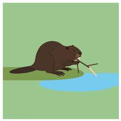 Obraz premium Beaver gnawing branch near water body surrounded by green grass in nature habitat scene 