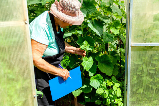 Elderly Woman Farmer Caring for Plants in Greenhouse