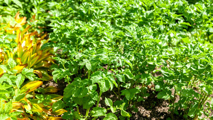 Potatoes Grow in the Garden