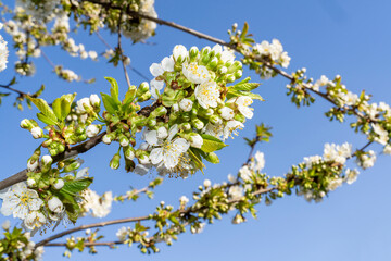 Branches of blooming cherry tree with white flowers and green leaves against blue sky. Close-up spring nature photography. Cherry blossom and seasonal gardening concept. Springtime holidays. Design fo
