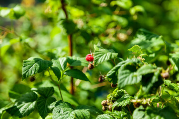 Ripe Raspberry on Green Bush
