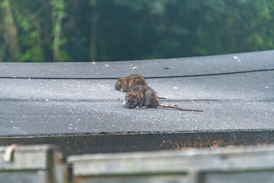 Brown Rats (Rattus norvegicus) were introduced to Britain in the 18th century. Here, two rats are on a shed roof in a garden in England, eating seed put out for birds.