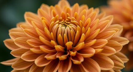 Fototapeta premium Intricate Orange Chrysanthemum Flower Head with Layered Petals on Soft Focus Green Background for Decoration and Floral Themes