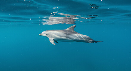 Naklejka premium Dolphin Swimming Underwater in Deep Blue Sea