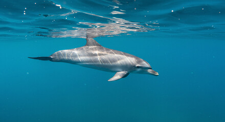 Fototapeta premium Dolphin Swimming Underwater in Clear Blue Ocean Water