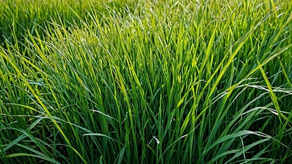 green grass background