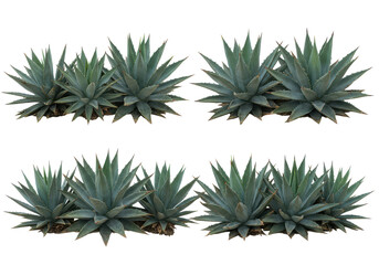 Four agave plants in rows