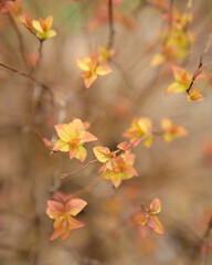 Bright leaves in shades of yellow and orange emerge among thin branches, creating a soft, colorful display against a blurred background in a tranquil garden. Orange, Yellow, Brown
