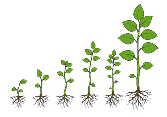 Naklejka premium Plant growth stages
