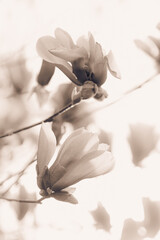 High key magnolia blooms in a light sepia tone. Glowing and brilliant scene.  © Douglas