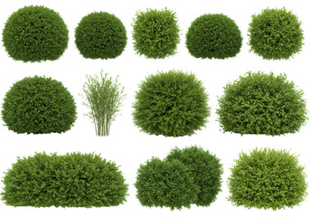 Decorative green bushes