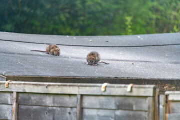 Brown Rats (Rattus norvegicus) were introduced to Britain in the 18th century. Here, two rats are on a shed roof in a garden in England, eating seed put out for birds.
