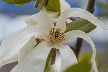 Close-up shot of a blossoming flower, pale petals, ethereal glow, central focus on stamens and...
