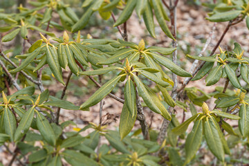 Close-up view of wild plant leaves in various growth stages, displaying a range of colors green, yellow, brown and shapes No human intervention or text visible Realistic style with a focus on bot