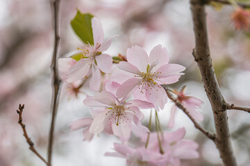 Close-up view of frosted cherry blossoms in full bloom, soft lighting, ethereal quality, delicate pink petals, thin branches, shallow depth of field