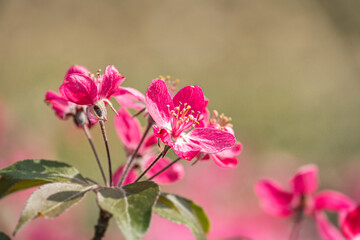 Obraz premium Close-up of cherry blossom flowers in full bloom, soft pink petals with natural gradient, multiple layers, blurred background, out-of-focus perspective, natural and diffused lighting, realistic photo