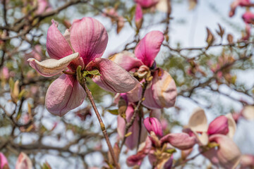 Close-up of blooming flowers on branches, against a backdrop of trees and a lightly cloudy sky Flowers in various shades of pink, petals spread, intricate patterns Soft diffuse lighting, no texts o