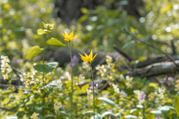 Close-up view of a woodland flowerbed, lush greenery with diverse plants and flowers green, yellow,...