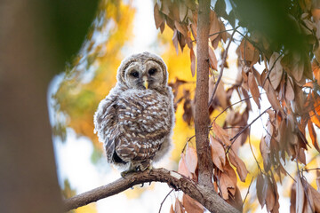 Baby barred owl (Strix varia) in Sarasota, Florida
