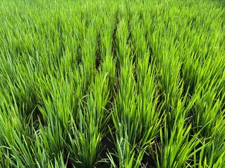 Obraz premium Lush Green Rice Field in Rural Area under Blue Sky – Peaceful Agricultural Landscape in yogyakarta, Indonesia, Perfect for Farming, Nature, and Countryside-Themed Projects, Yogyakarta, Indonesia