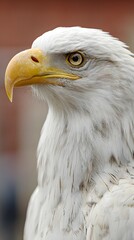 Obraz premium Bald Eagle Head Closeup with Yellow Beak and Intense Gaze, Side Profile View